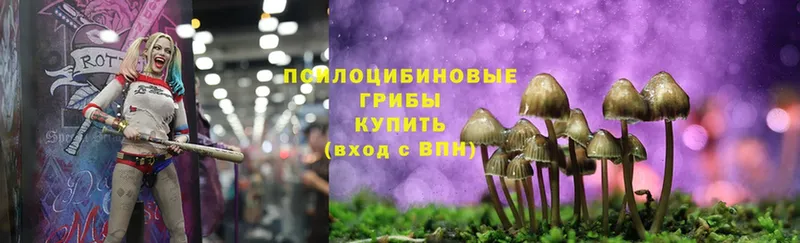 Псилоцибиновые грибы Psilocybe  Челябинск 